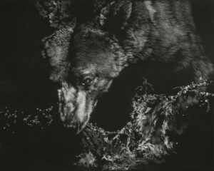 Scratchboard painting by Julie Chapman of a grizzly bear