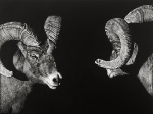 Scratchboard painting by julie chapman of two big horn sheep