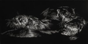 scratchboard painting by Julie Chapman of two sea otters