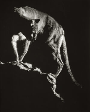 Scratchboard painting by Julie Chapman of a mountain lion on a rockface