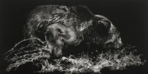 Scratchboard painting of a sea lion chasing a fish in shallow water