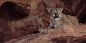 painting of mountain lion sitting in fron of a red rock wall with petrogliphs