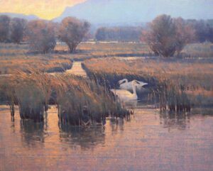painting by Jim Morgan of swans taking a rest near the tall grasses at the edge of a stream or creek