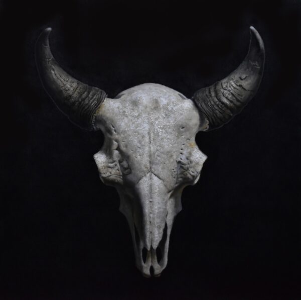 cattle skull painting with dark background