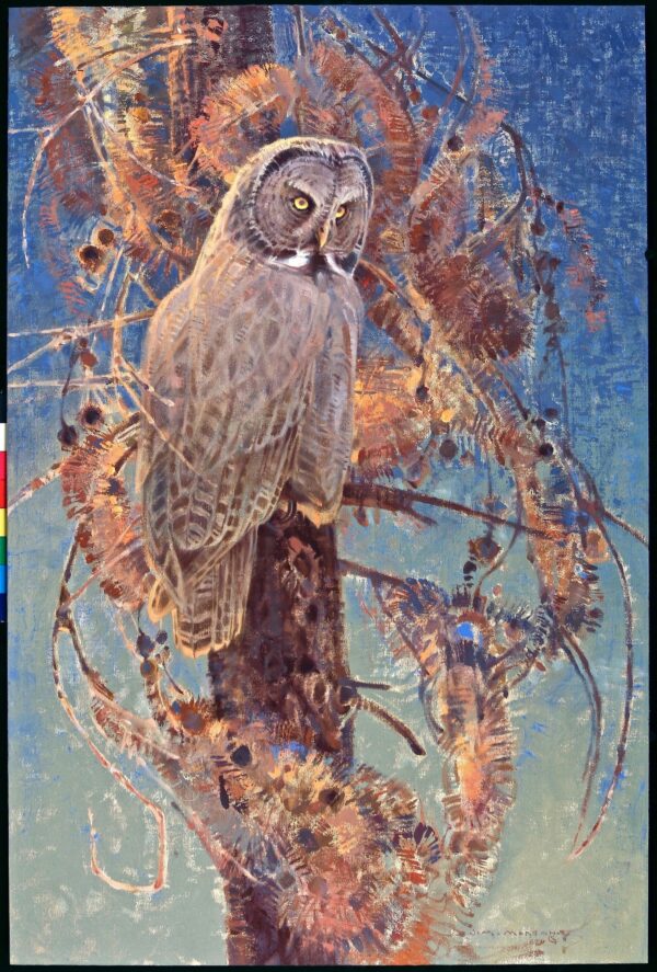 painting of a great grey owl on a lodgepole pine