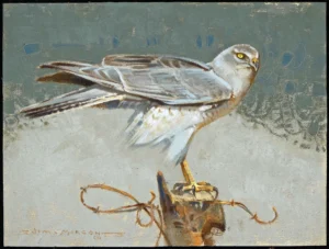 painting of a grey northern harrier standing on a fence post