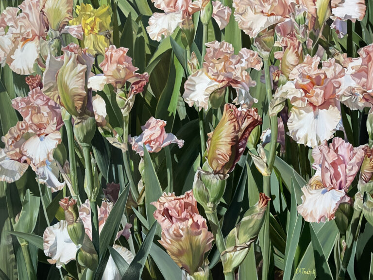 painting of a full canvas of pink and white bearded iris
