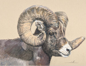 painting by stephen stauffer of a bighorn ram head