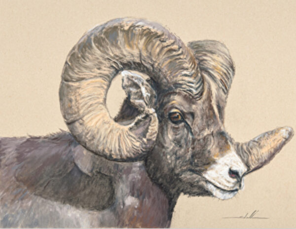 painting by stephen stauffer of a bighorn ram head