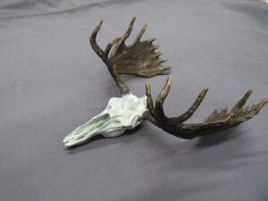 Bronze sculpture by Fred Boyer of a Moose Skull