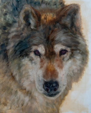 painting by James Swanson of a close up of a grey wolf face