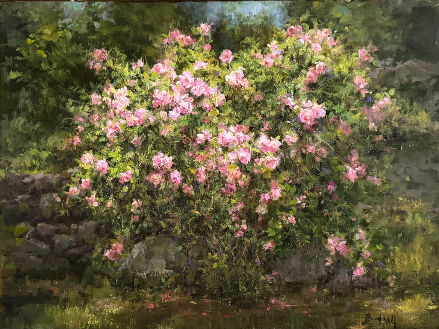 still life painting by Stephanie Birdsall of a big bush with green foliage and many pink flowers.
