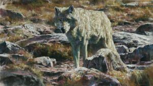 wildlife painting by Terry Donahue of a wolf standing on a rock and looking intently at something out of the frame